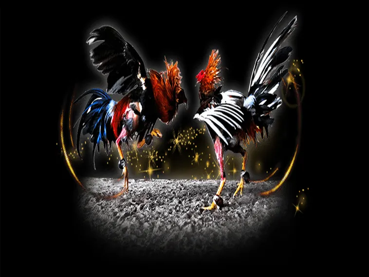 Chinh Phục Đấu Trường Đá Gà Sabong V9bet Với Bí Kíp Bất Bại 1 Chinh Phục Đấu Trường Đá Gà Sabong V9bet Với Bí Kíp Bất Bại