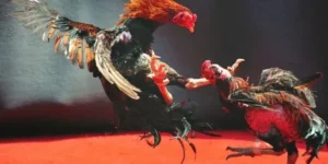 Nắm Trọn Bí Kíp Chơi Đá Gà WS168 V9bet Để Thắng Tiền Tỷ