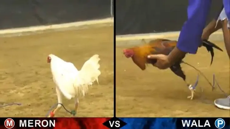 Chinh Phục Đấu Trường Đá Gà Sabong V9bet Với Bí Kíp Bất Bại 2 Chinh Phục Đấu Trường Đá Gà Sabong V9bet Với Bí Kíp Bất Bại